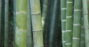 DIY Retinol Alternative: Bakuchiol Serum Recipe