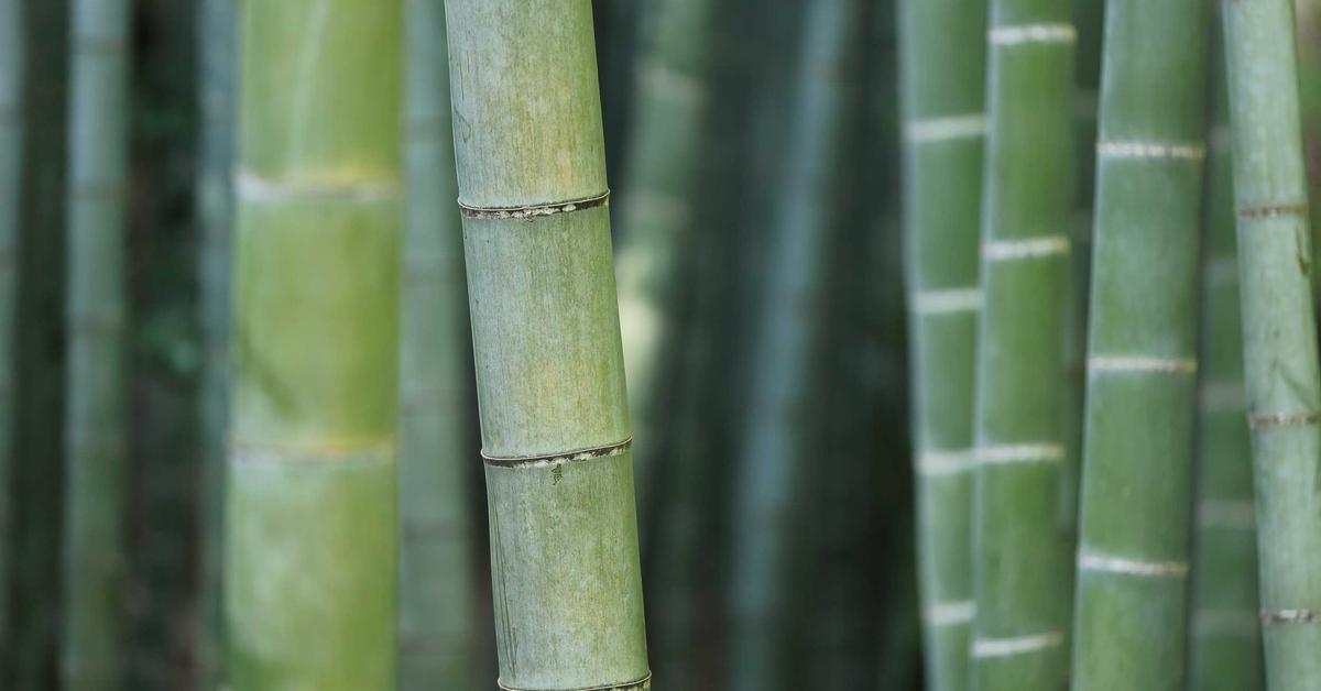 DIY Retinol Alternative: Bakuchiol Serum Recipe