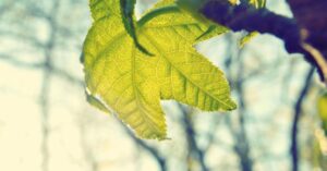 How to Make a Niacinamide Serum for Pores and Oily Skin